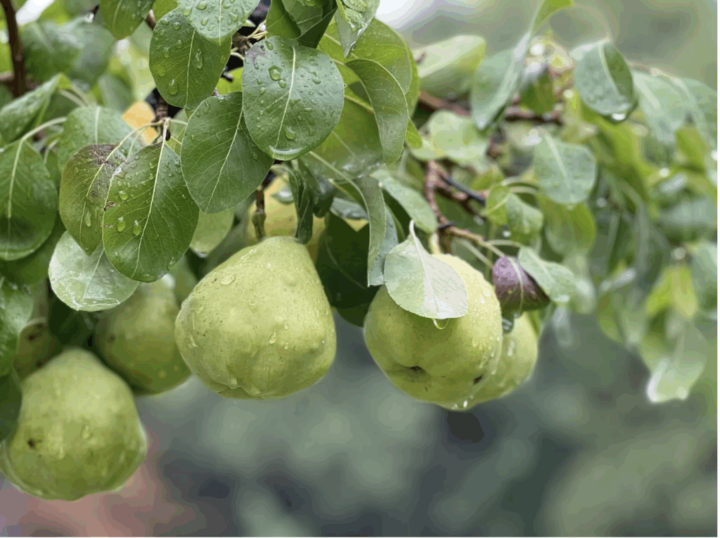 San-Patricio-Orchard-18