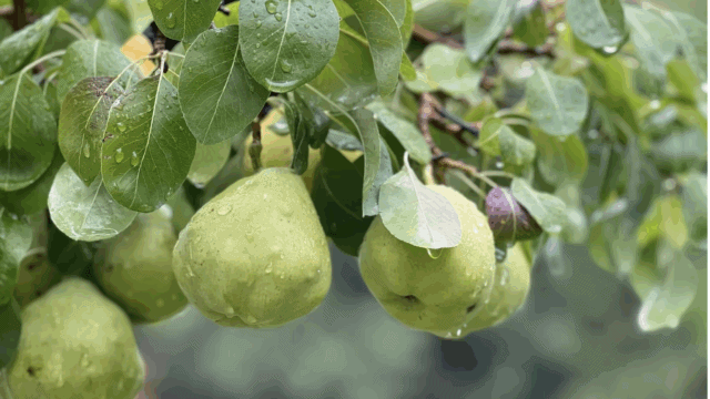 San-Patricio-Orchard-18