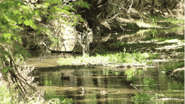 San-Patricio-Orchard-8